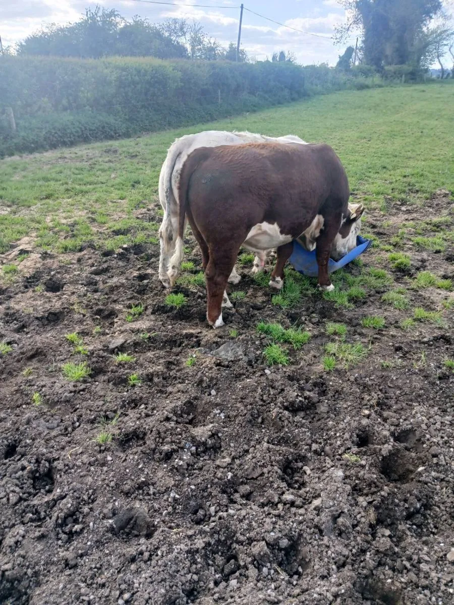 Hereford Bull - Image 1