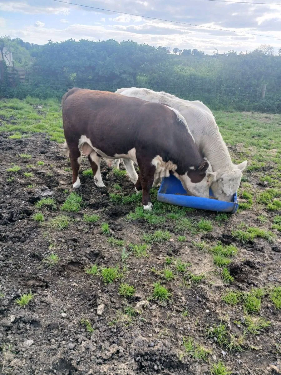 Hereford Bull - Image 2