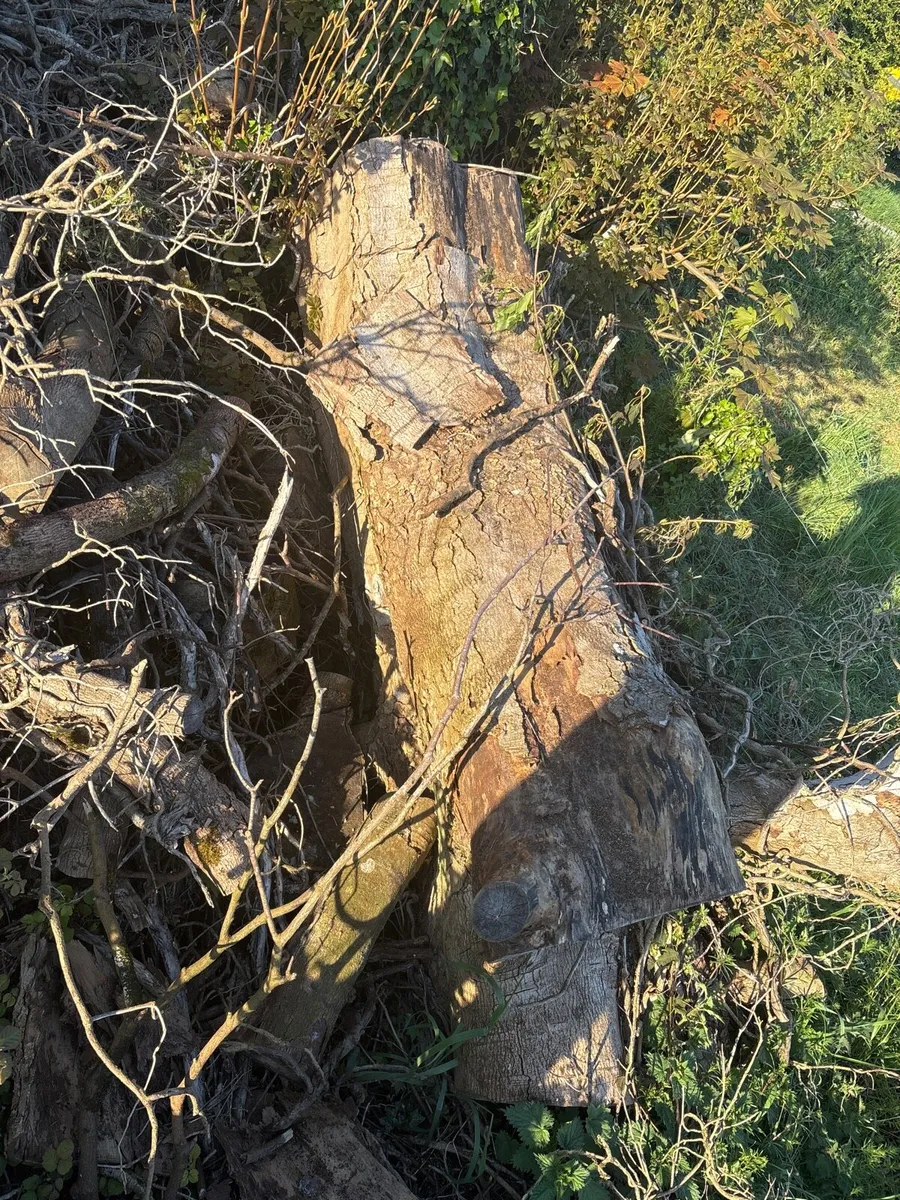 Trees - Image 2