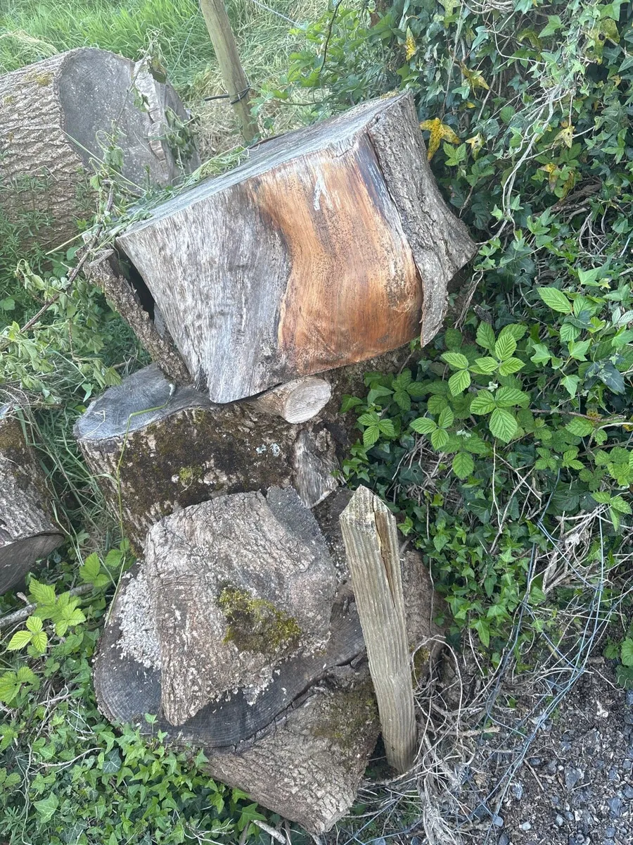 Trees - Image 3