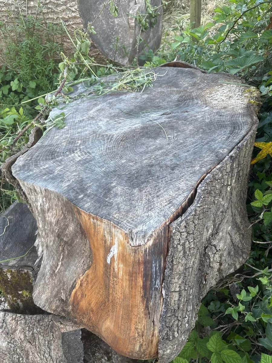 Trees - Image 4