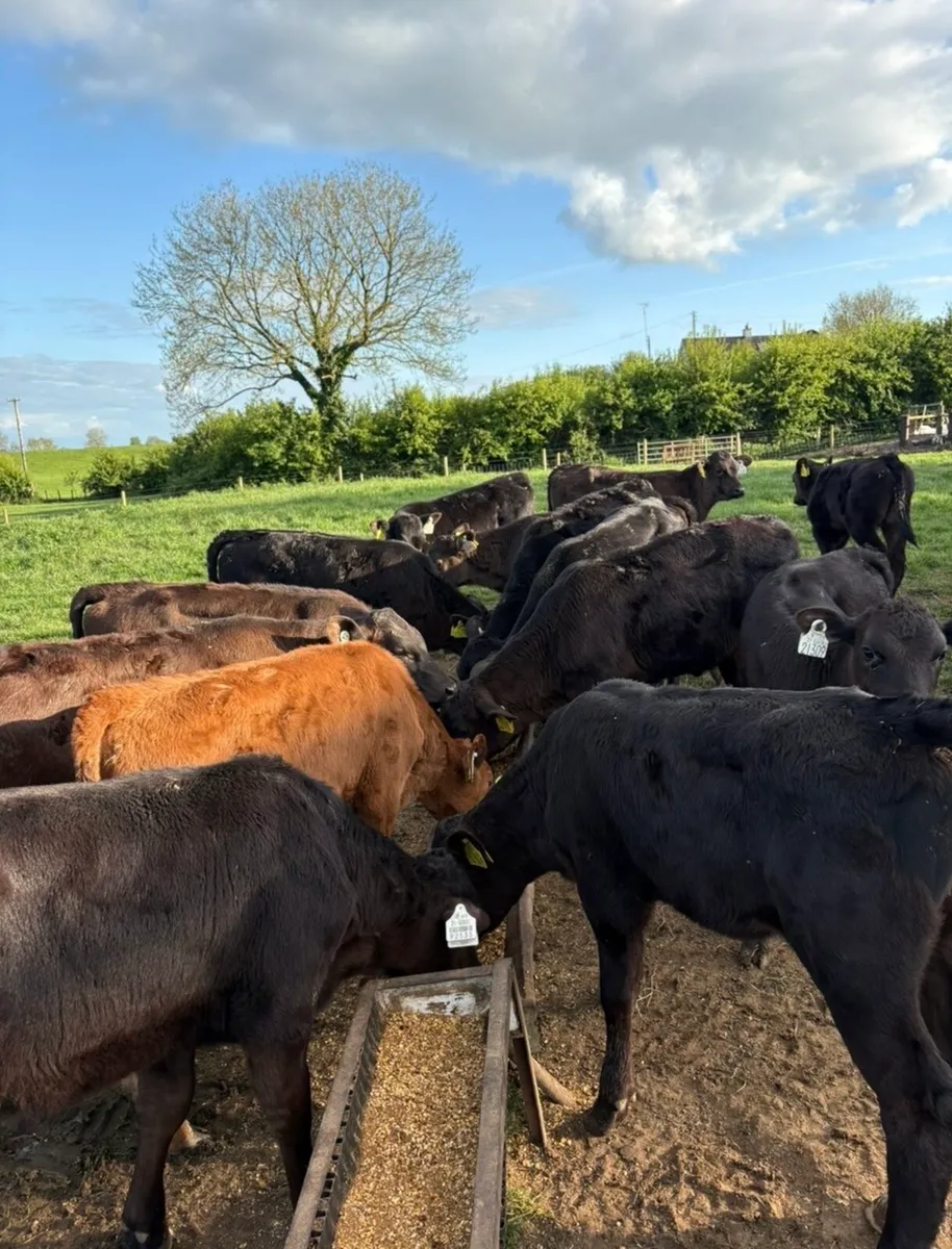 35 super heifers grass calves 🔥🔥 - Image 1