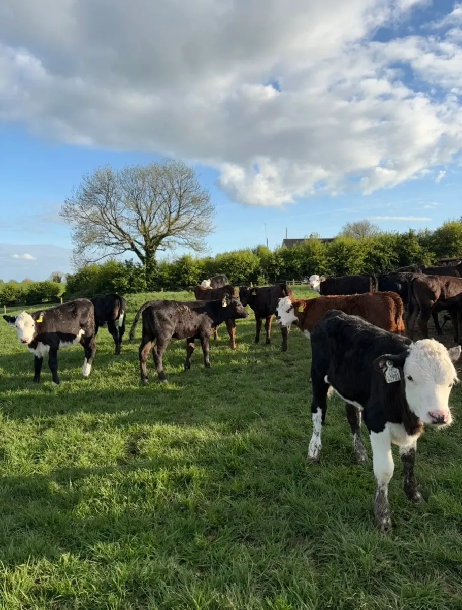 35 super heifers grass calves 🔥🔥 - Image 2