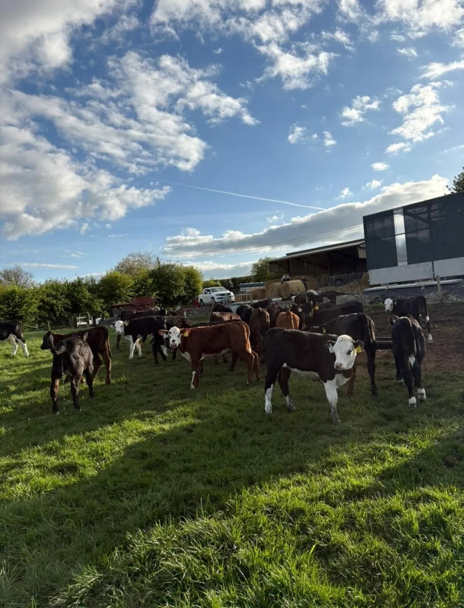 35 super heifers grass calves 🔥🔥 - Image 3