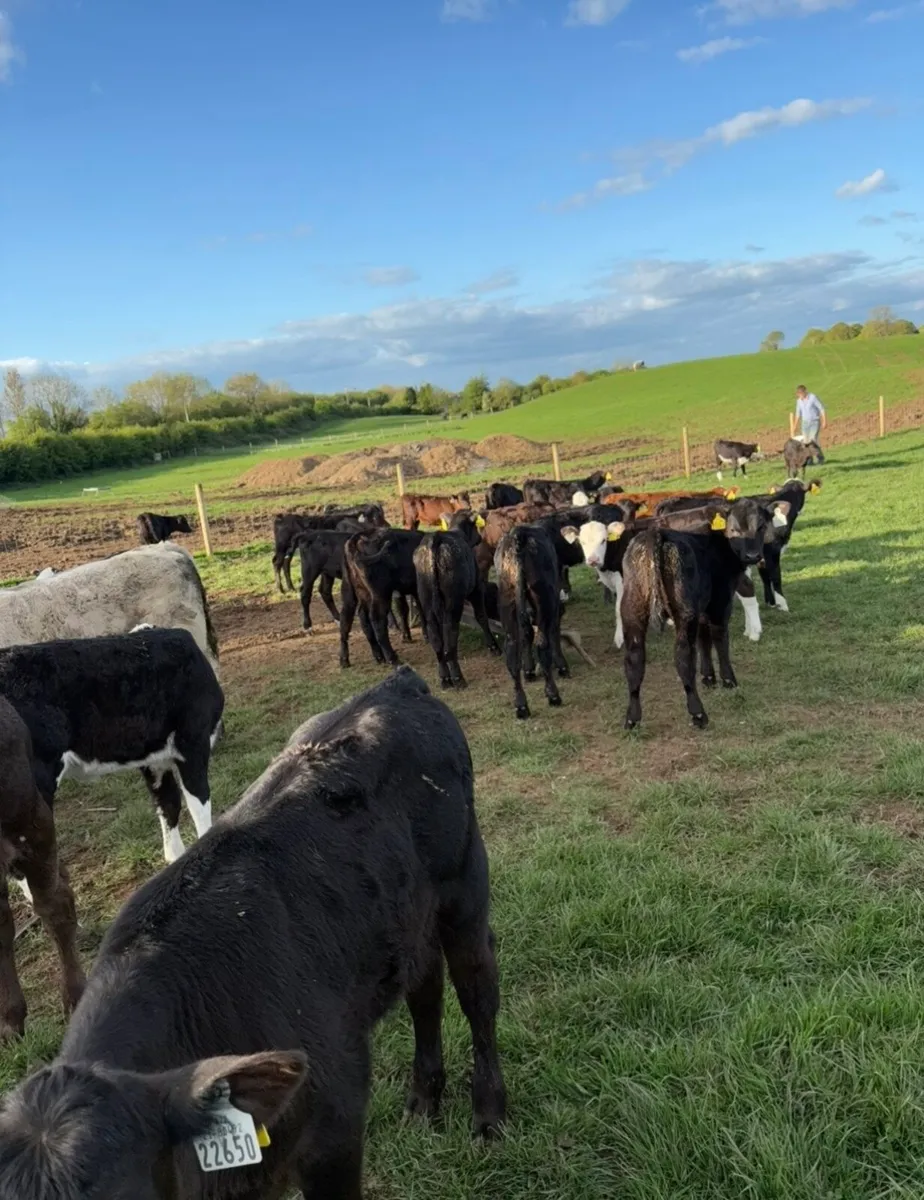 35 super heifers grass calves 🔥🔥 - Image 4