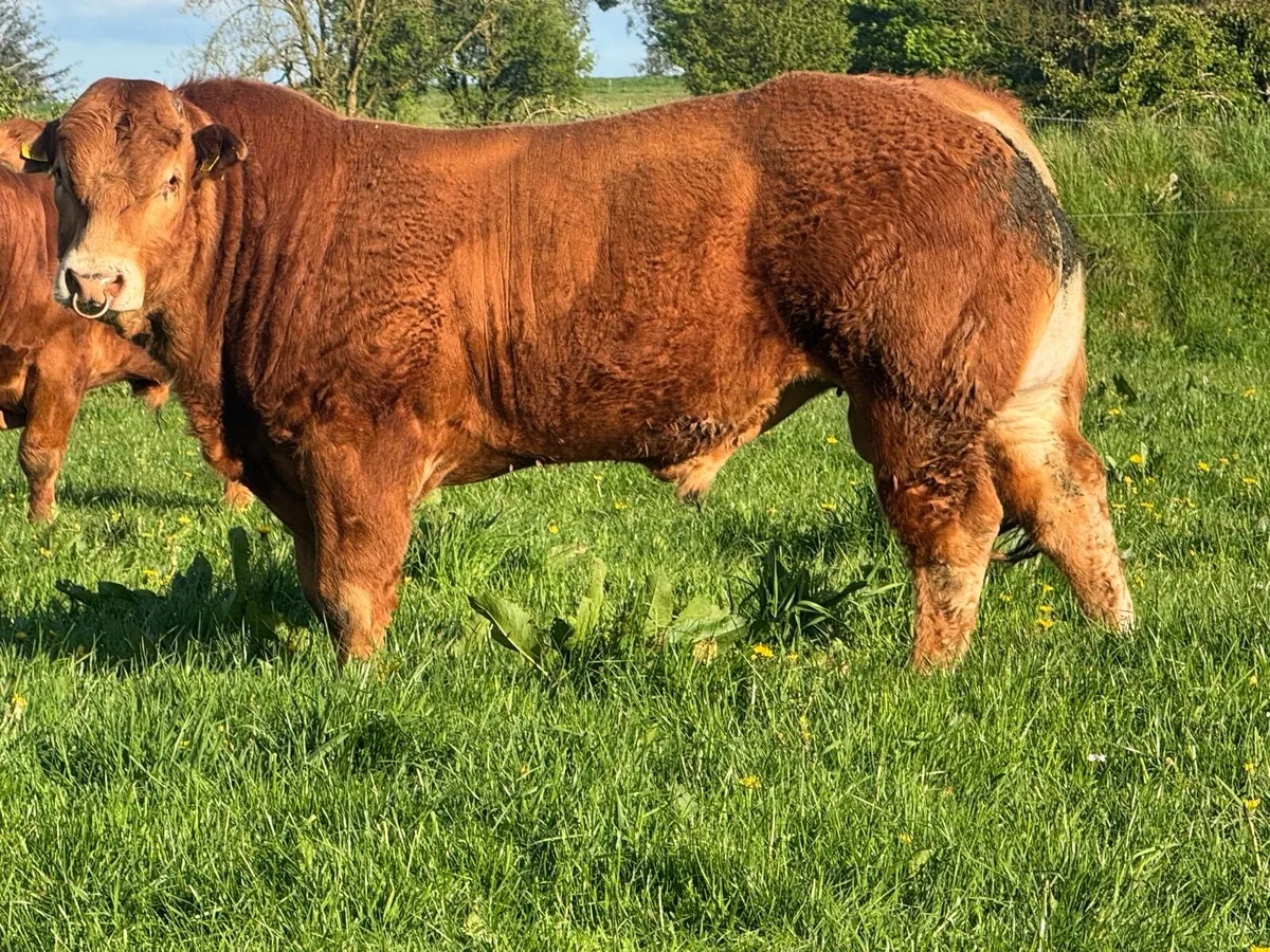 Limousin pure bred bulls - Image 1