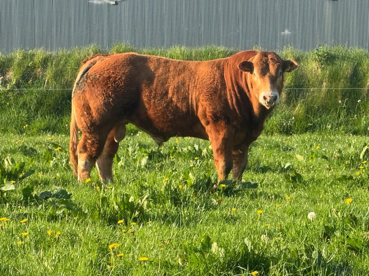 Limousin pure bred bulls - Image 2