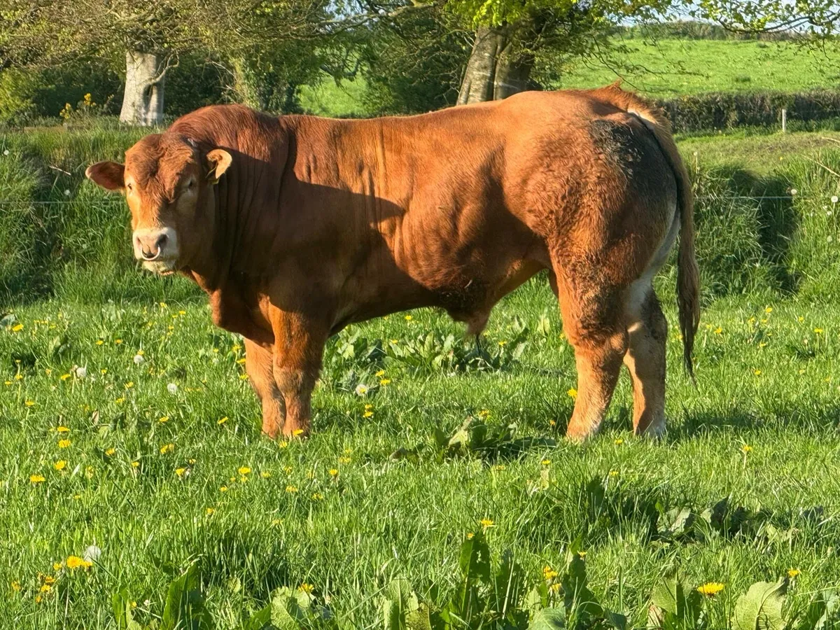Limousin pure bred bulls - Image 3