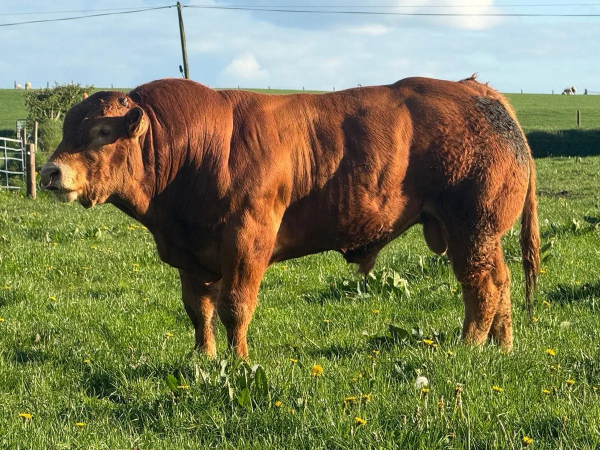 Limousin pure bred bulls - Image 4