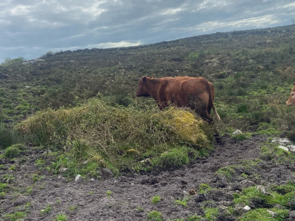 Dry cow - Image 3