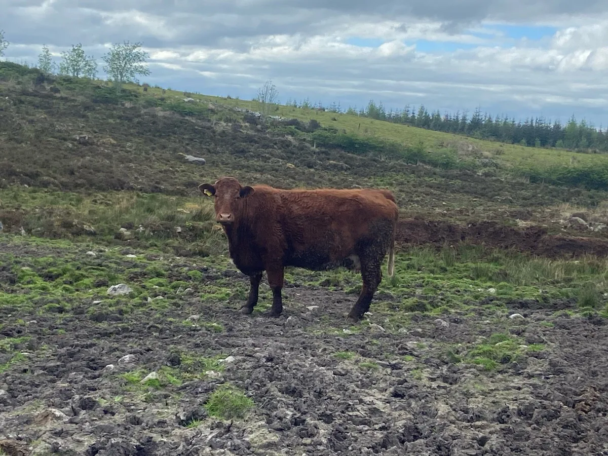 Dry cow - Image 1