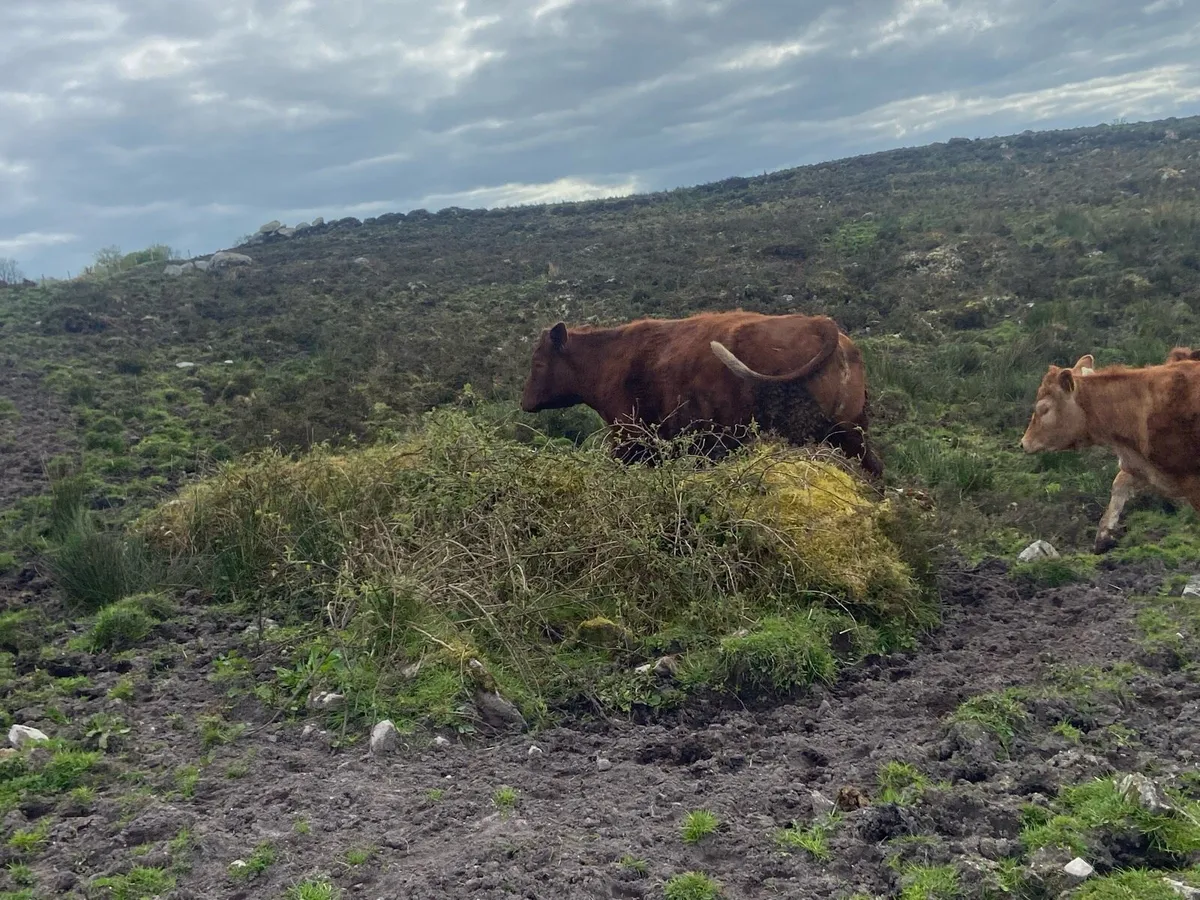 Dry cow - Image 2