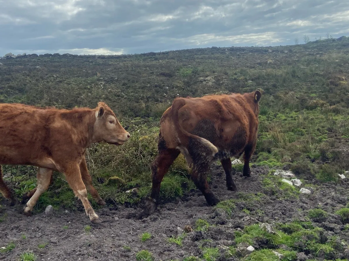 Dry cow - Image 4