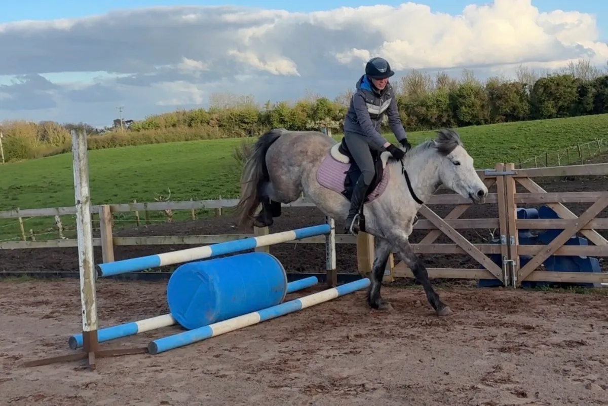 Easy 6yo 148cm Connemara pony - Image 1