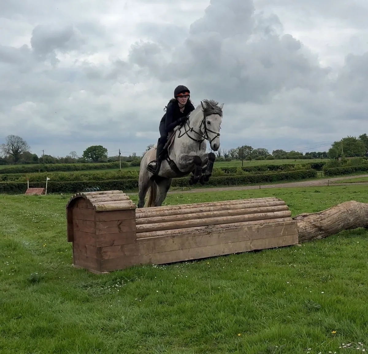 Easy 6yo 148cm Connemara pony - Image 2
