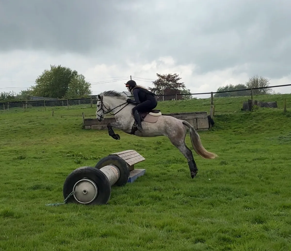 Easy 6yo 148cm Connemara pony - Image 4