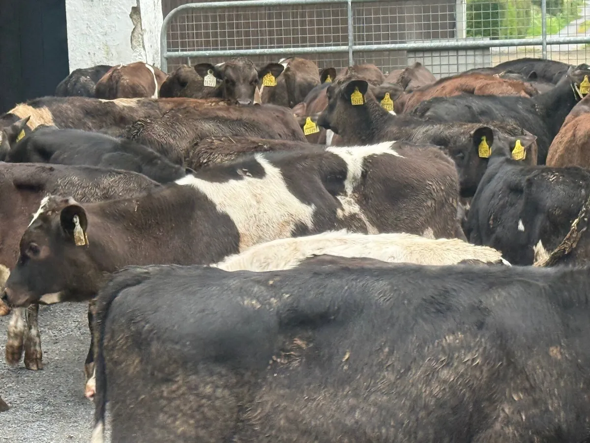 60 FRESION CROSS BULL RUNNERS ( 3/4 MONTHS) - Image 3