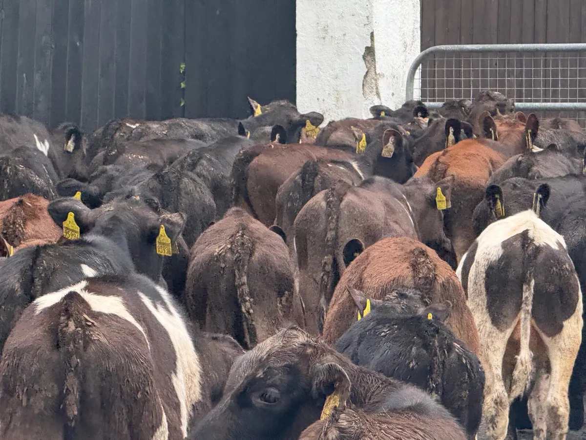 60 FRESION CROSS BULL RUNNERS ( 3/4 MONTHS) - Image 4