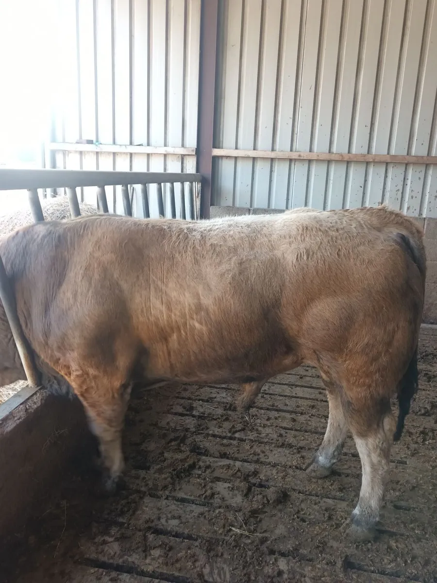 Aubrac bull - Image 1