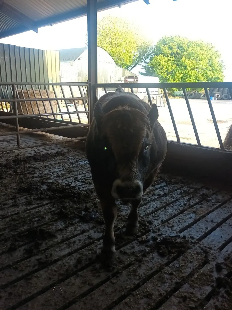 Aubrac bull - Image 3