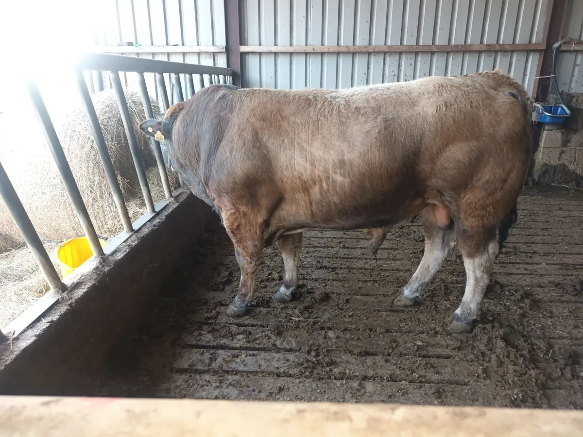 Aubrac bull - Image 4