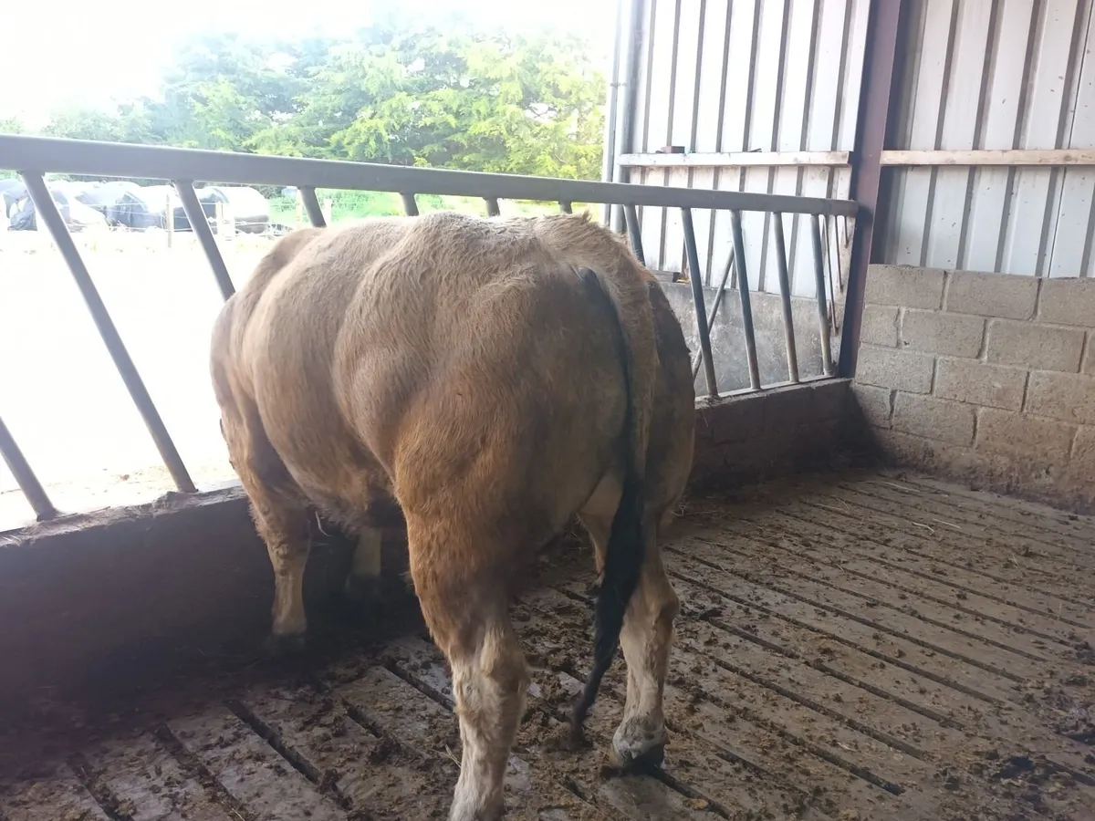 Aubrac bull - Image 2