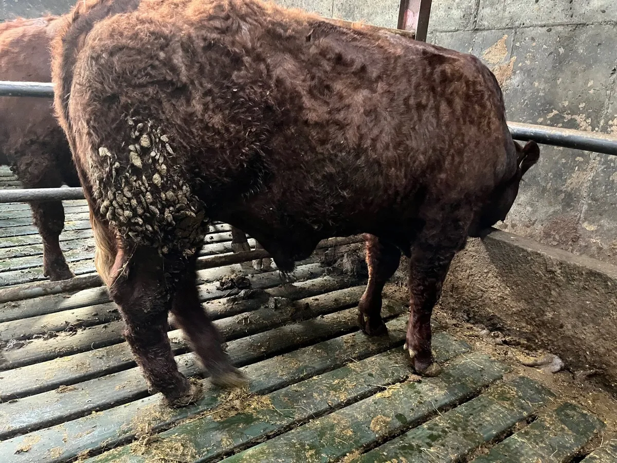 Saler Bull - Image 4
