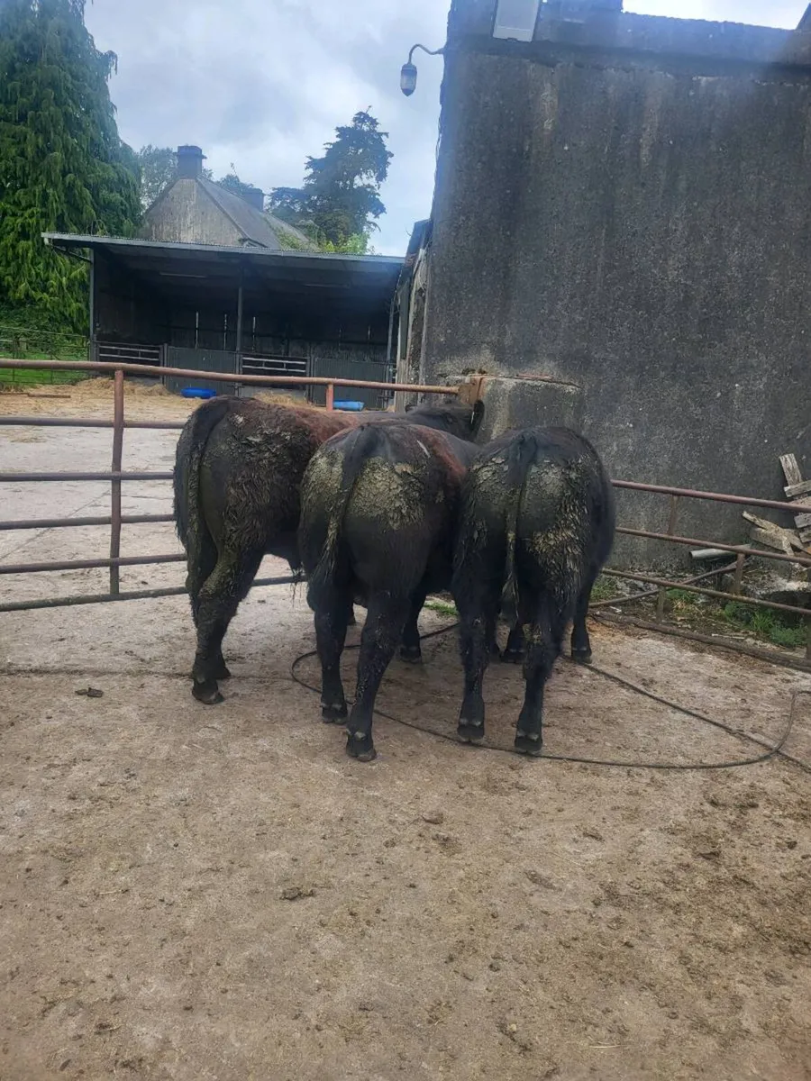 Selection of Pbr AA Bulls - Image 2