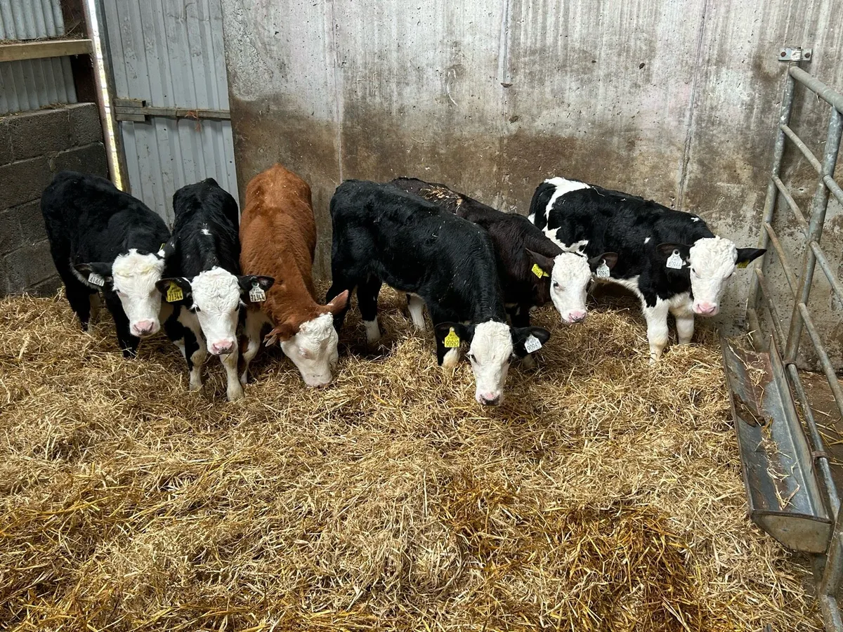 6 Quality Hereford Bull Calves - Image 1