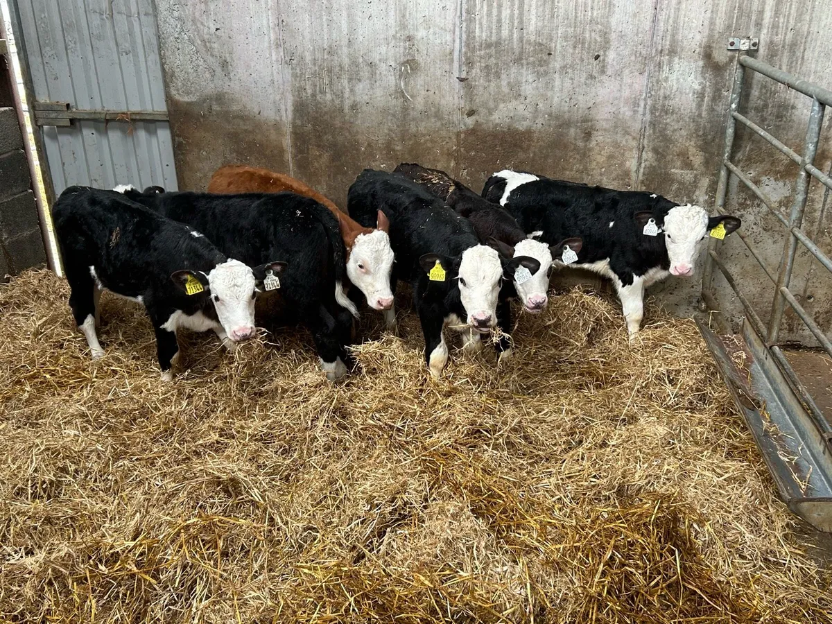 6 Quality Hereford Bull Calves - Image 3