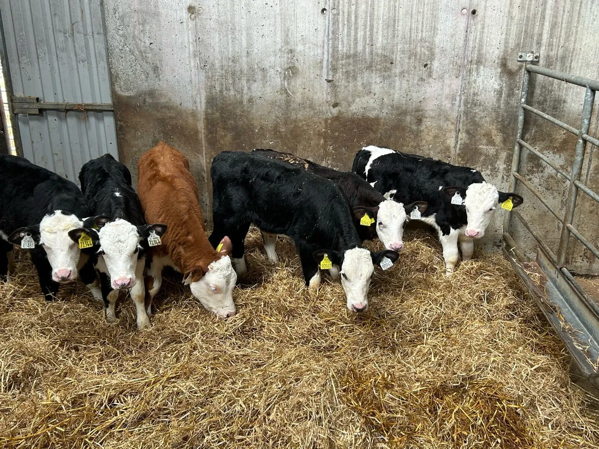 6 Quality Hereford Bull Calves - Image 2