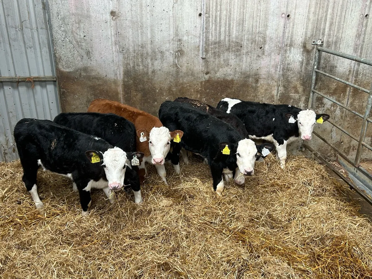 6 Quality Hereford Bull Calves - Image 4