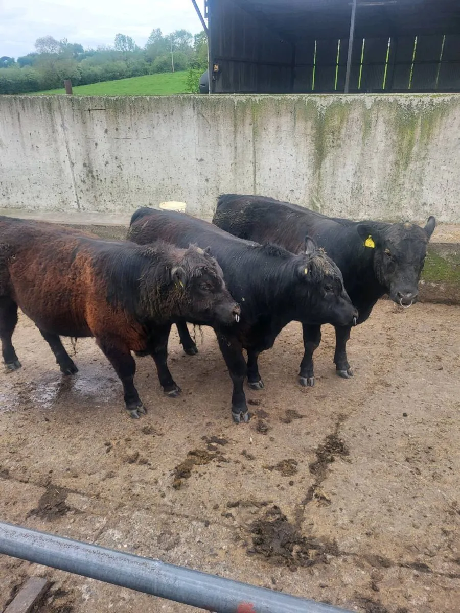 Selection of Pbr AA Bulls - Image 3