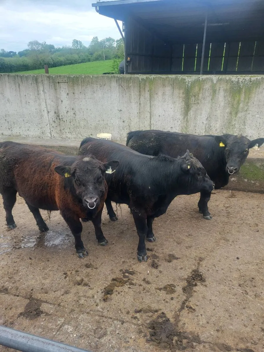 Selection of Pbr AA Bulls - Image 4