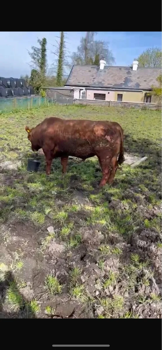 Bulls - Image 2
