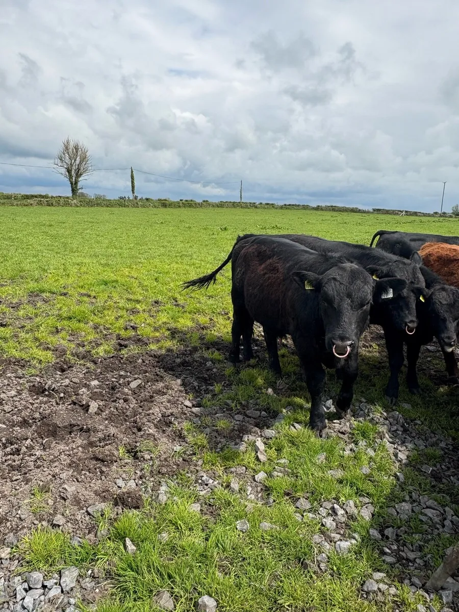 Bulls - Image 4