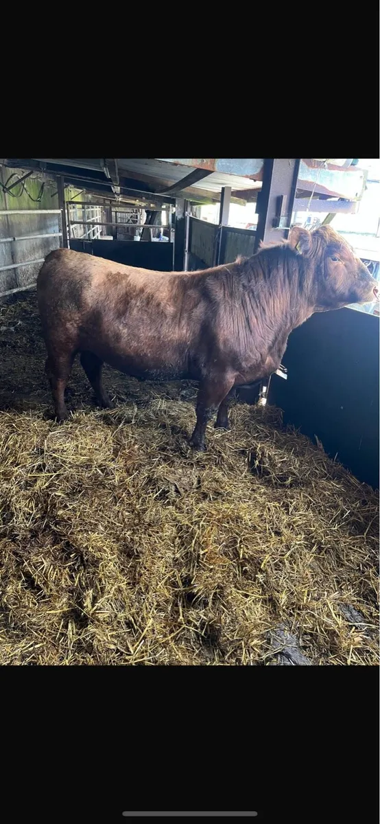 Bulls - Image 1