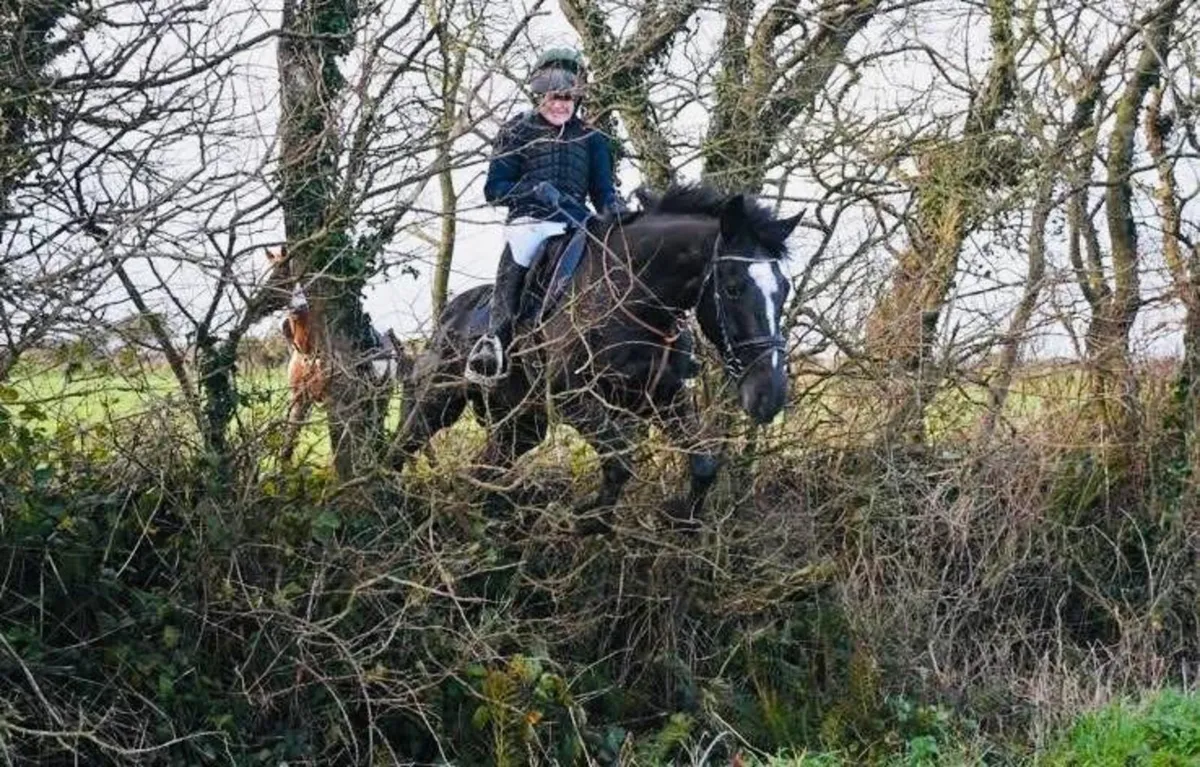 Pony club/working hunter/all rounder - Image 2