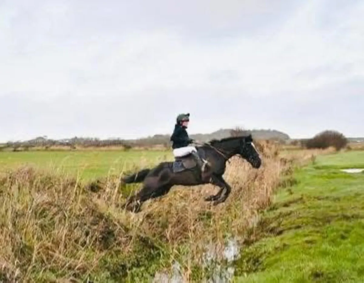 Pony club/working hunter/all rounder - Image 3