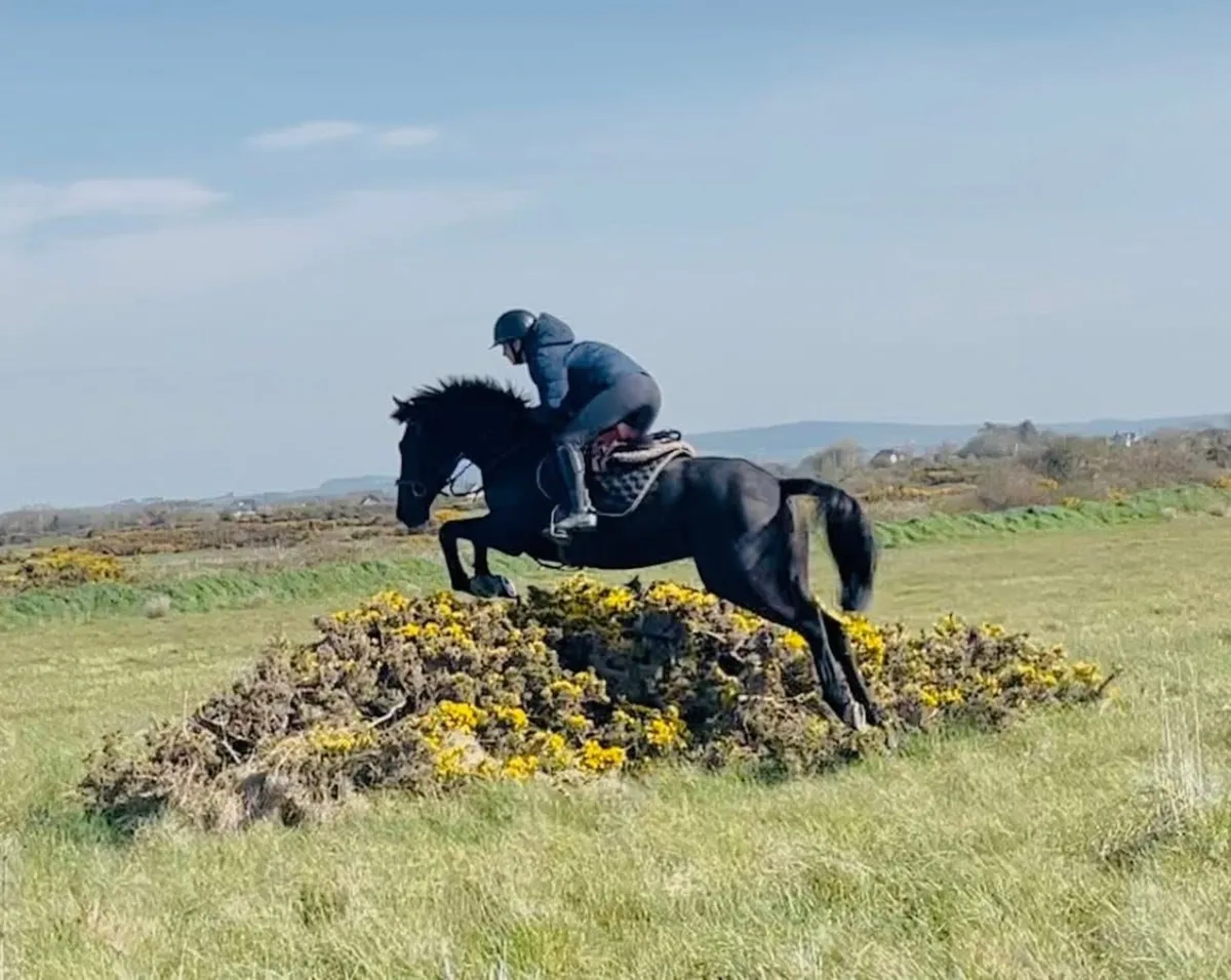 Pony club/working hunter/all rounder - Image 4