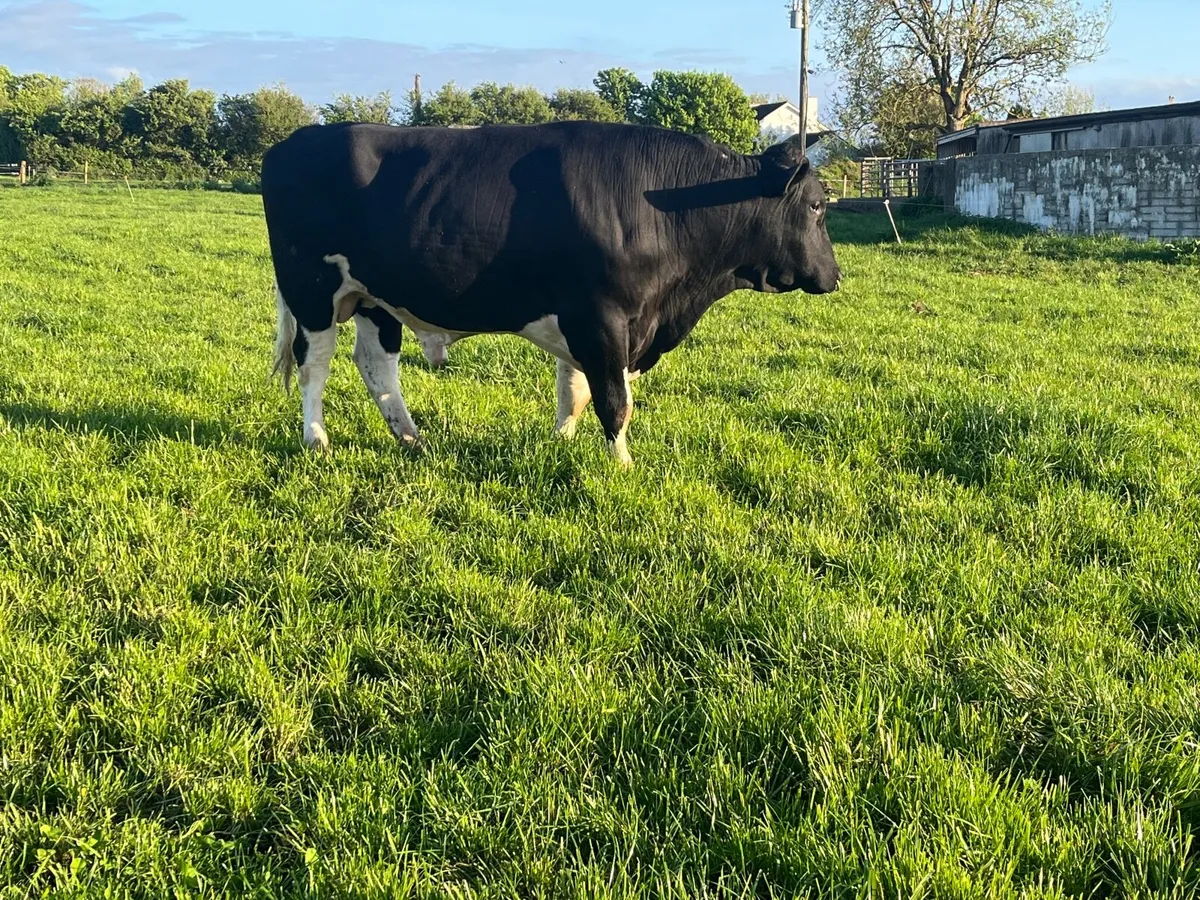 British friesian bull - Image 3