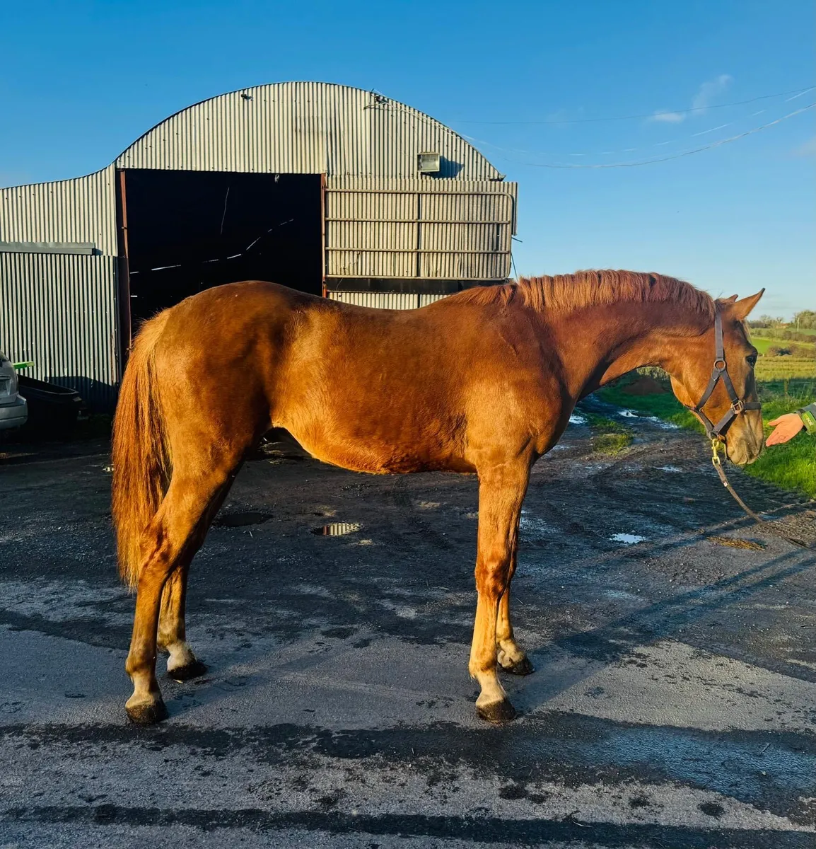 Beautiful 2 year old ID Gelding - Image 4