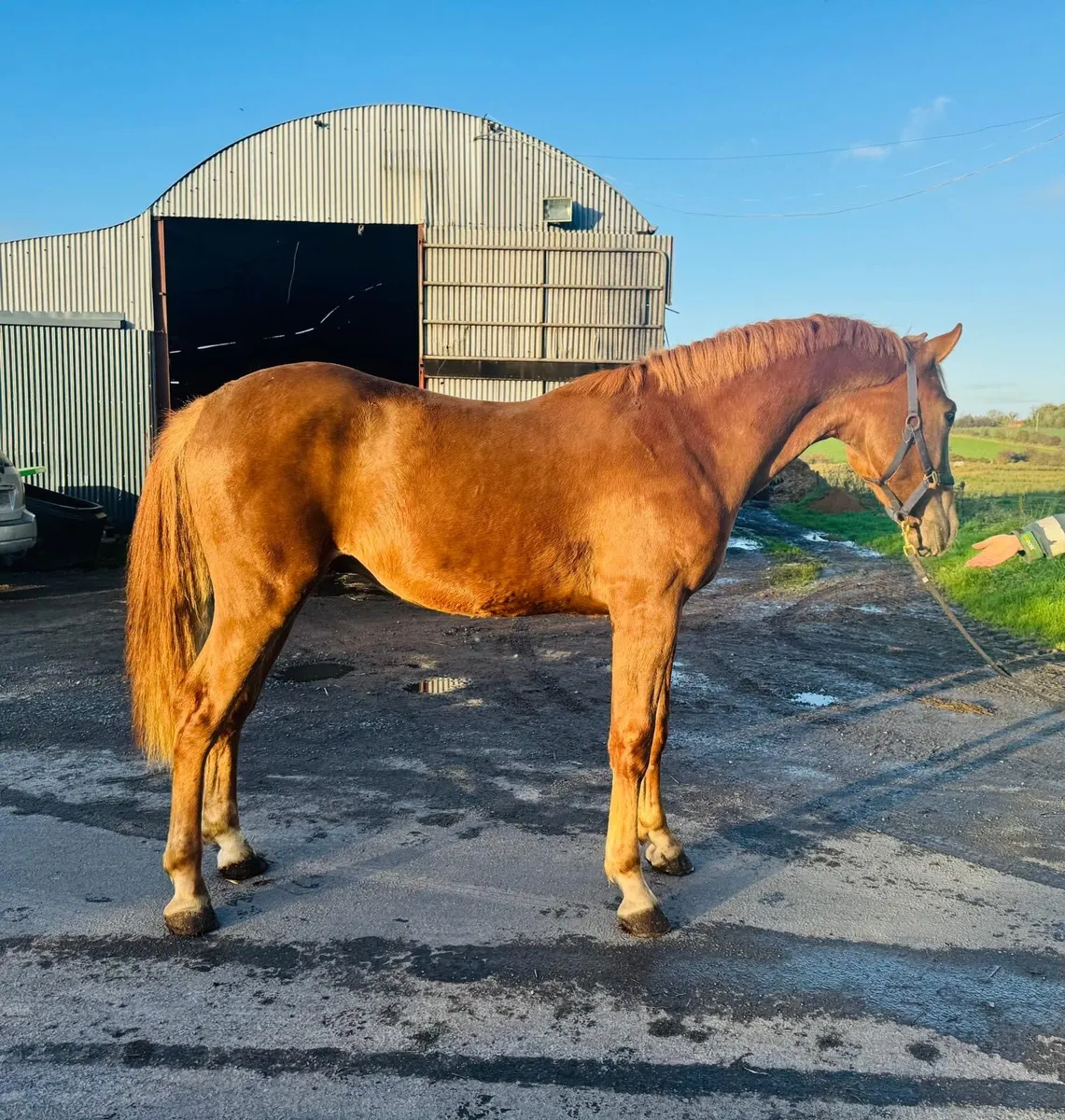 Beautiful 2 year old ID Gelding - Image 1