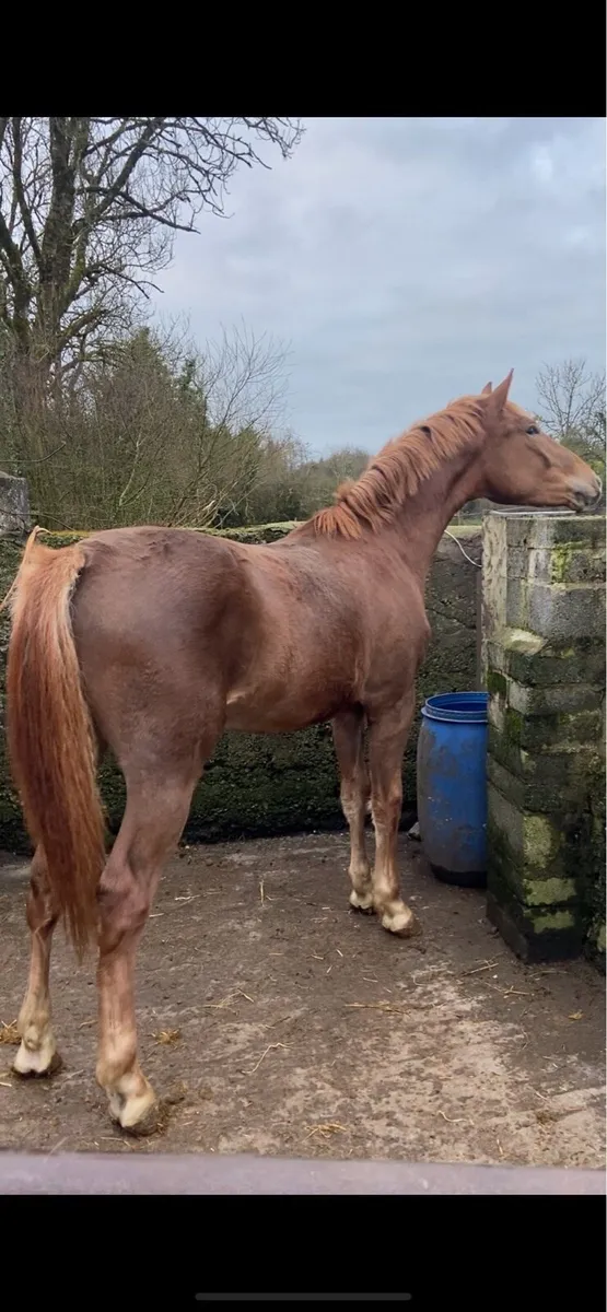 Beautiful 2 year old ID Gelding - Image 2
