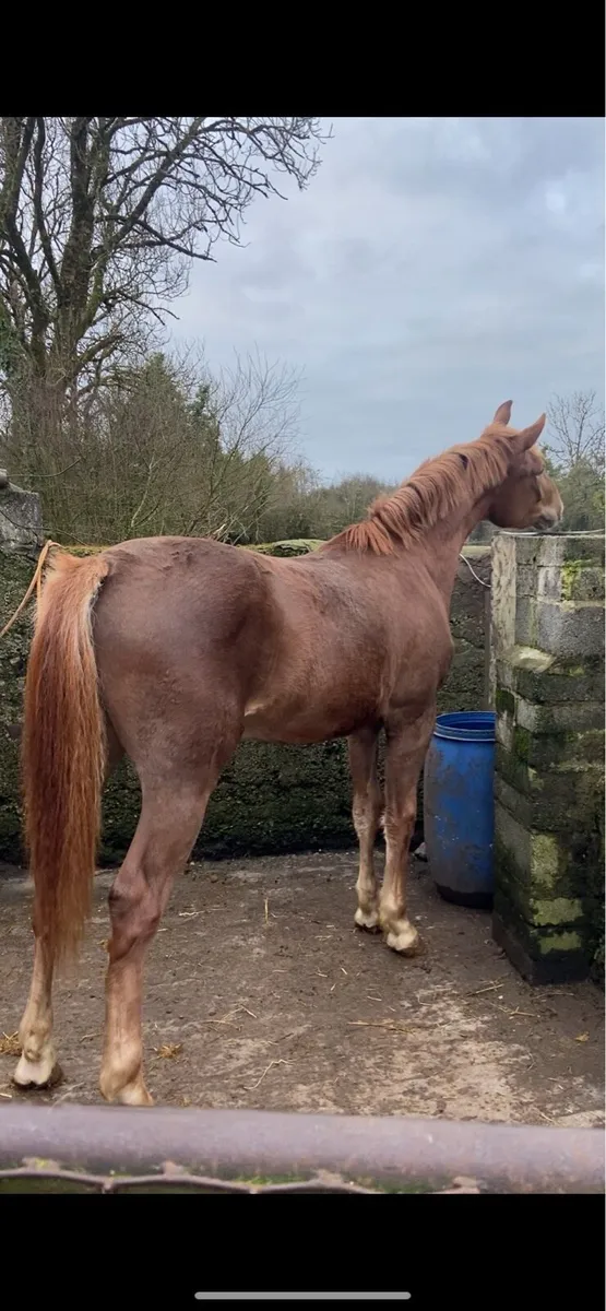Beautiful 2 year old ID Gelding - Image 3