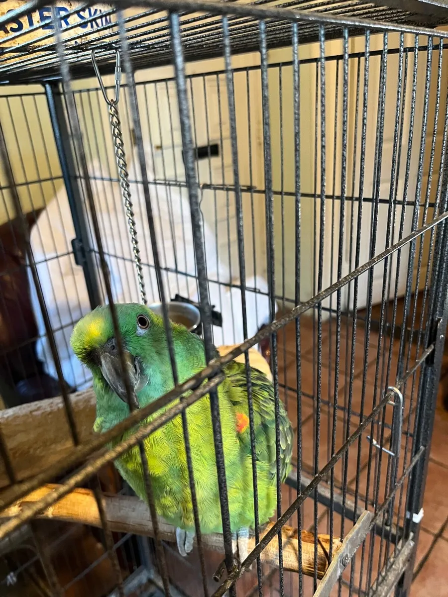 Parrot