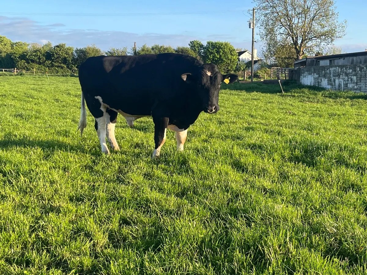 British friesian bull - Image 1