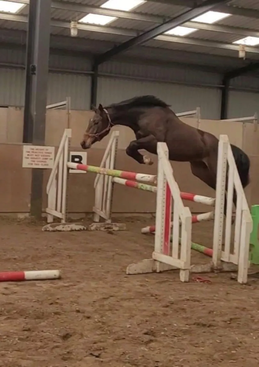 3yo ISH Gelding - Image 4
