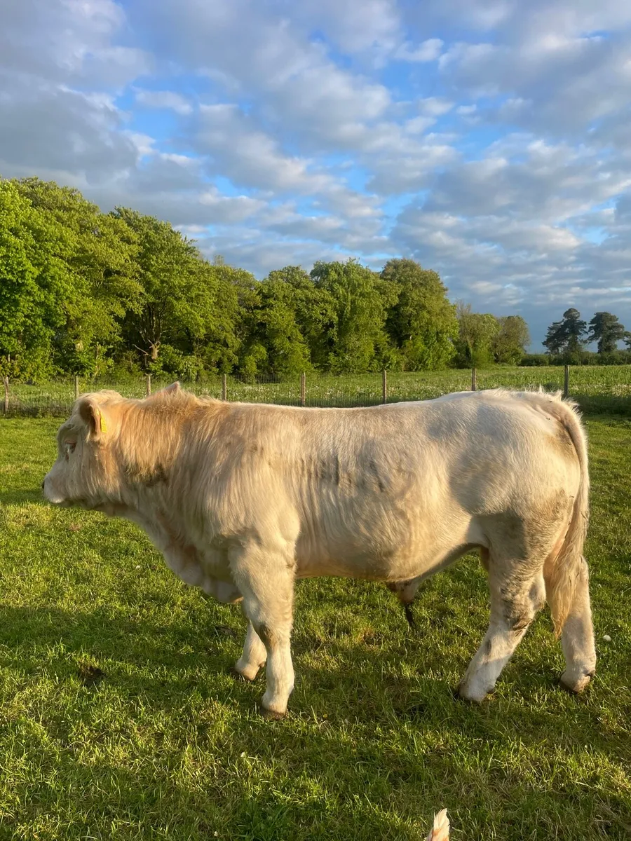 Pedigree Charolais Bull (4th of May) - Image 1