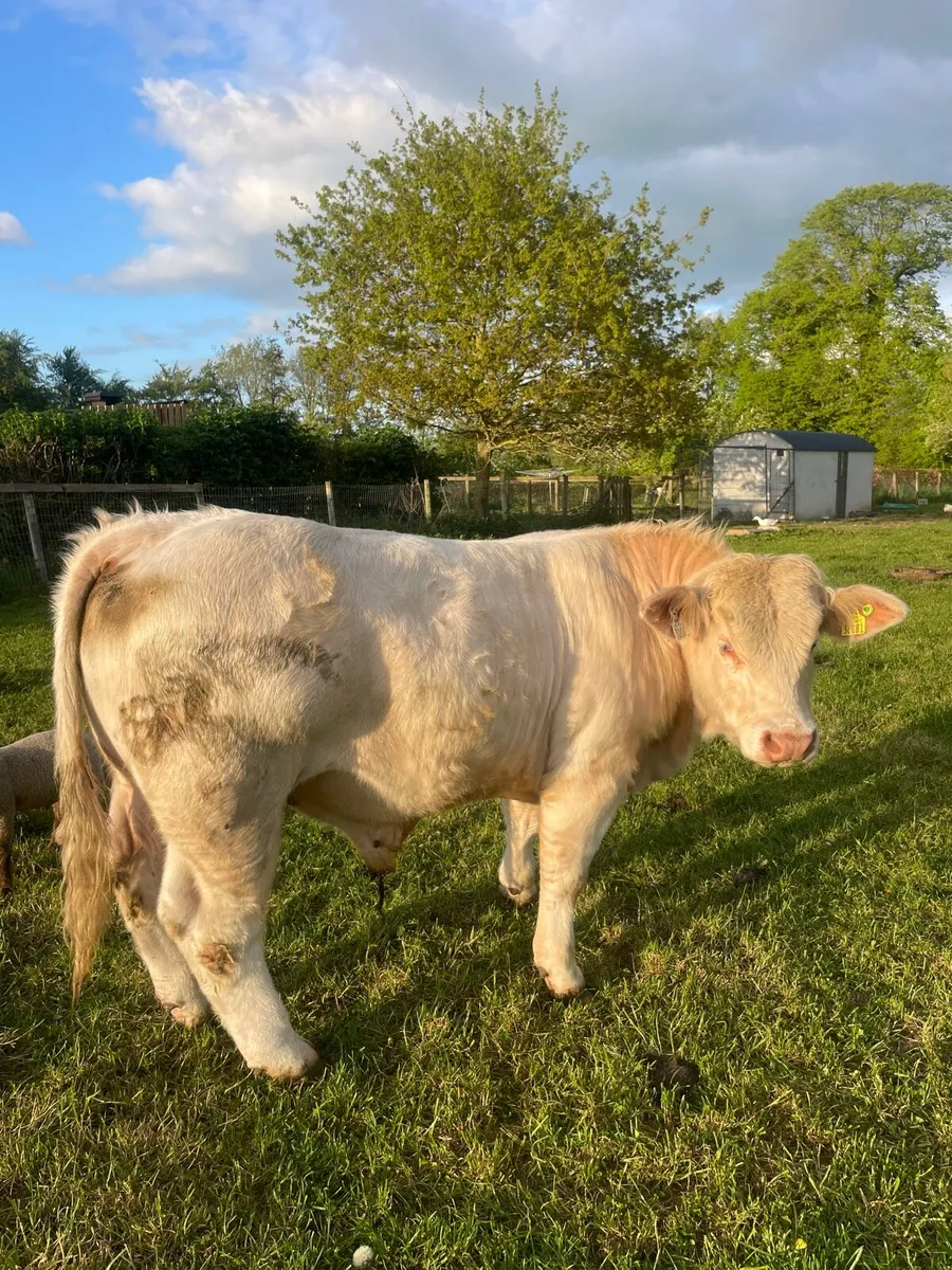 Pedigree Charolais Bull (4th of May) - Image 2